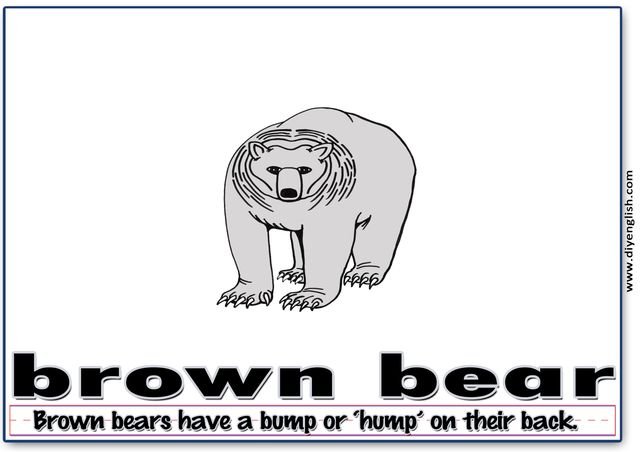 brown bear – Word & fun-fact sentence flashcard