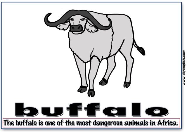 buffalo – Word & fun-fact sentence flashcard