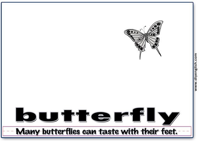 butterfly – Word & fun-fact sentence flashcard