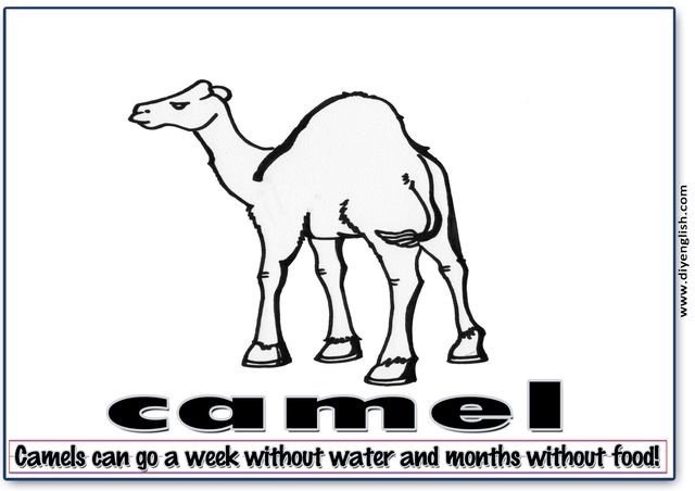 camel – Word & fun-fact sentence flashcard