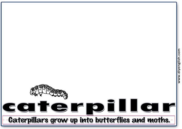caterpillar – Word & fun-fact sentence flashcard