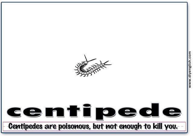centipede – Word & fun-fact sentence flashcard