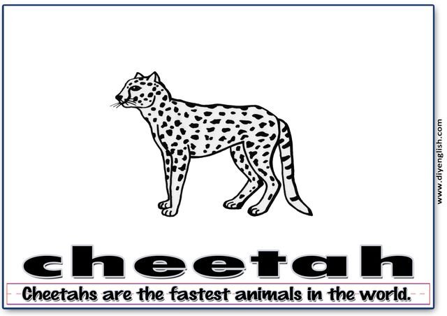 cheetah – Word & fun-fact sentence flashcard