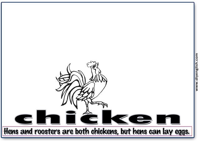chicken – Word & fun-fact sentence flashcard