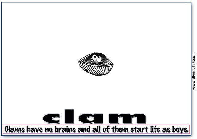 clam – Word & fun-fact sentence flashcard