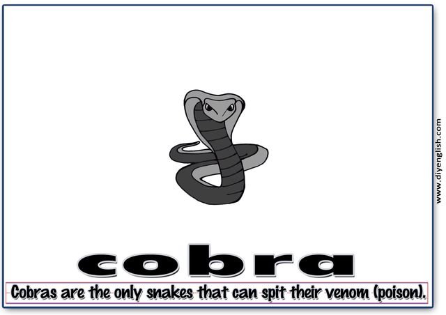 cobra – Word & fun-fact sentence flashcard