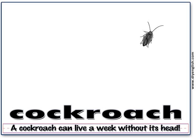 cockroach – Word & fun-fact sentence flashcard
