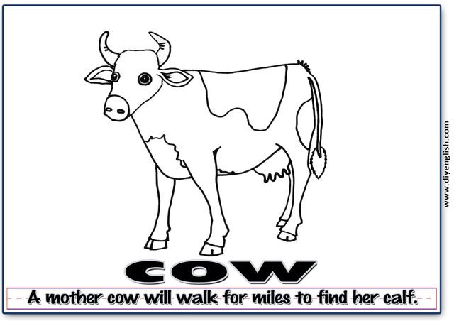 cow – Word & fun-fact sentence flashcard
