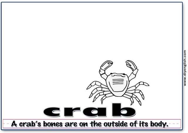 crab – Word & fun-fact sentence flashcard