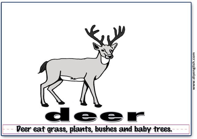 deer – Word & fun-fact sentence flashcard