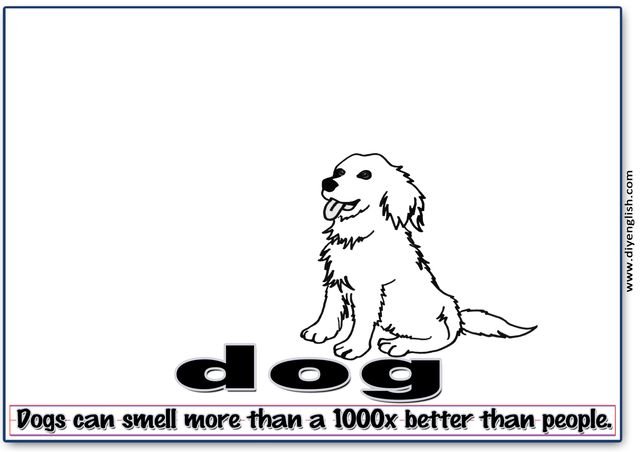 dog – Word & fun-fact sentence flashcard