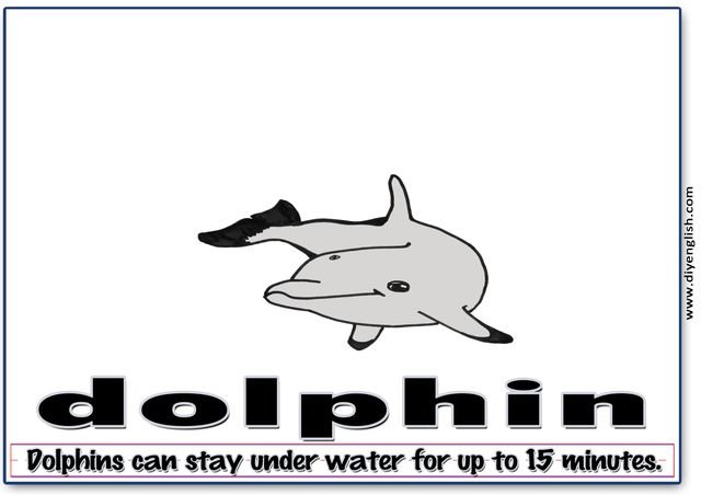dolphin – Word & fun-fact sentence flashcard