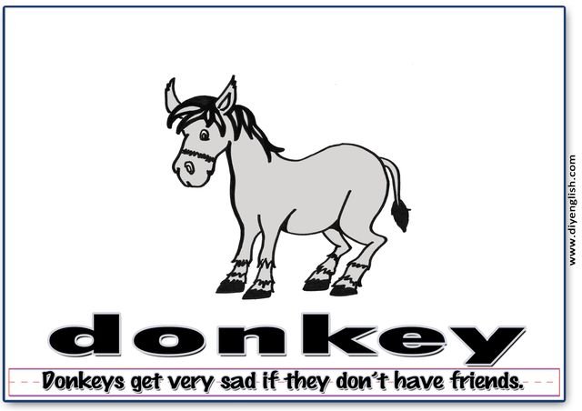 donkey – Word & fun-fact sentence flashcard