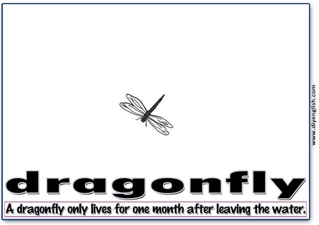 dragonfly – Word & fun-fact sentence flashcard