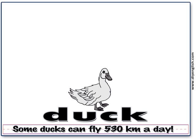 duck – Word & fun-fact sentence flashcard