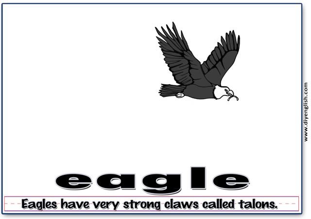 eagle – Word & fun-fact sentence flashcard
