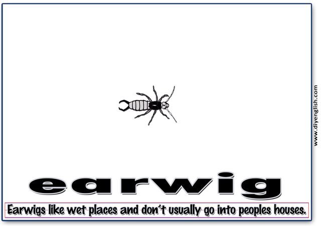earwig – Word & fun-fact sentence flashcard