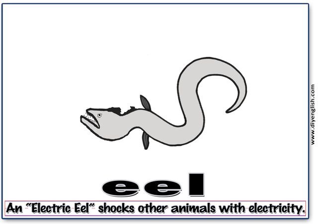 eel – Word & fun-fact sentence flashcard