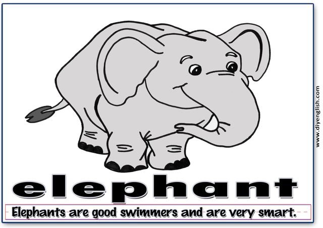 elephant – Word & fun-fact sentence flashcard