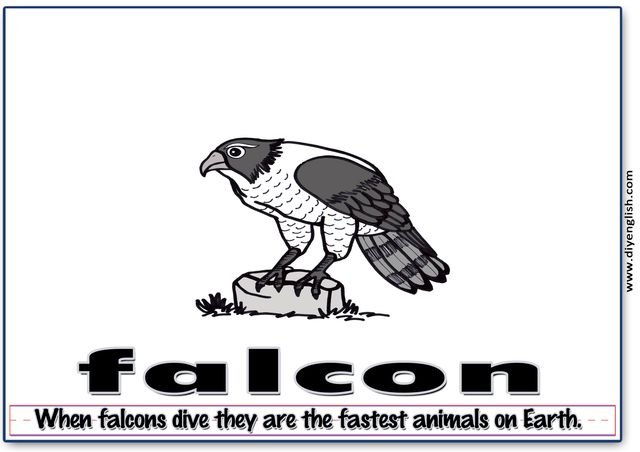 falcon – Word & fun-fact sentence flashcard