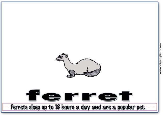 ferret – Word & fun-fact sentence flashcard