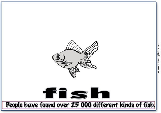 fish – Word & fun-fact sentence flashcard