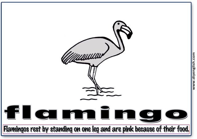 flamingo – Word & fun-fact sentence flashcard