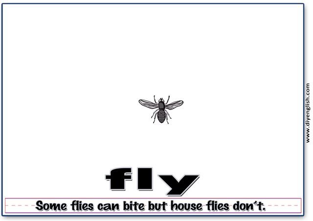 fly – Word & fun-fact sentence flashcard