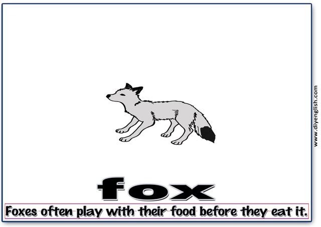 fox – Word & fun-fact sentence flashcard