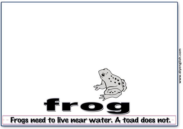 frog – Word & fun-fact sentence flashcard
