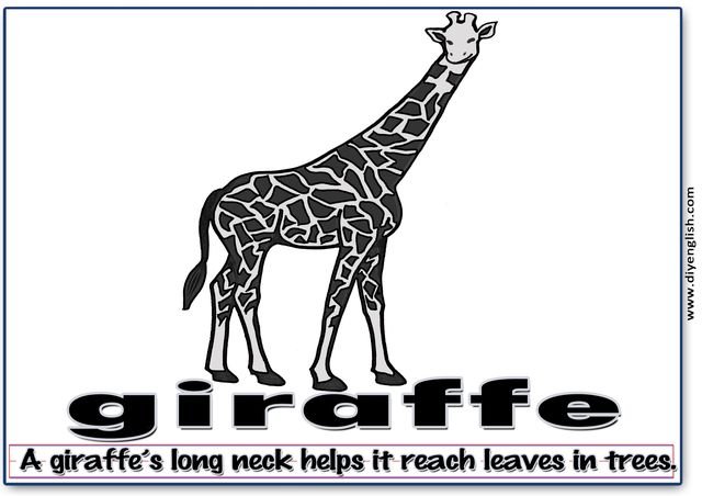 giraffe – Word & fun-fact sentence flashcard