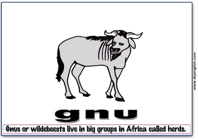 gnu – Word & fun-fact sentence flashcard