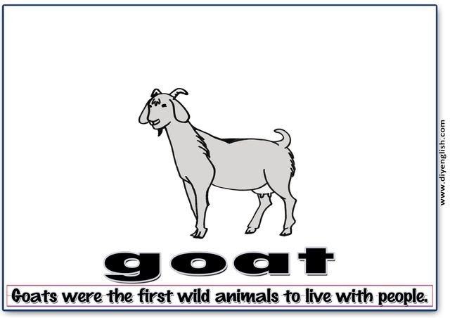goat – Word & fun-fact sentence flashcard