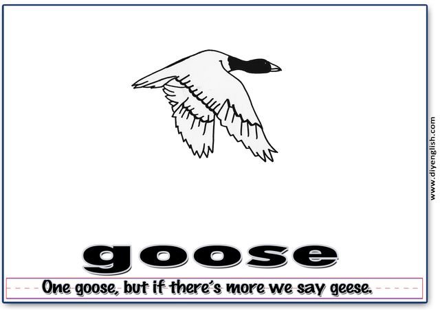 goose – Word & fun-fact sentence flashcard
