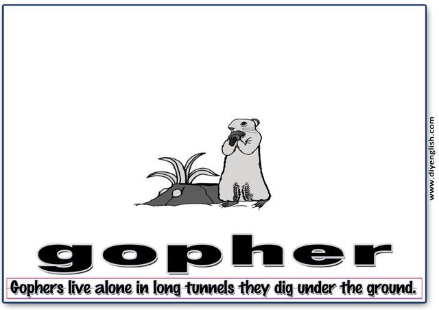 gopher – Word & fun-fact sentence flashcard