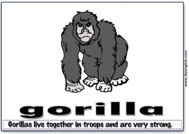 gorilla – Word & fun-fact sentence flashcard
