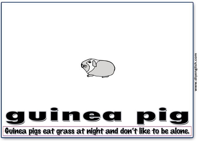 guinea pig – Word & fun-fact sentence flashcard