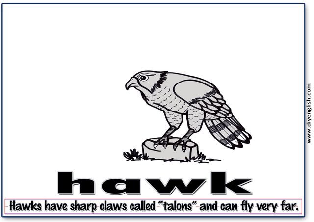 hawk – Word & fun-fact sentence flashcard