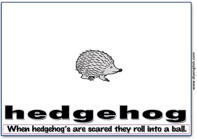 hedgehog – Word & fun-fact sentence flashcard