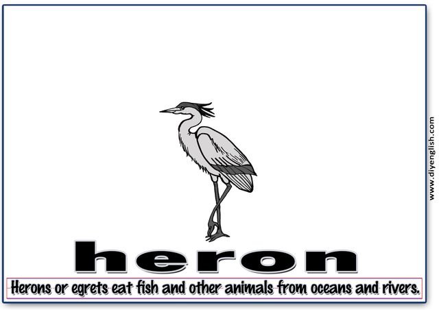 heron – Word & fun-fact sentence flashcard