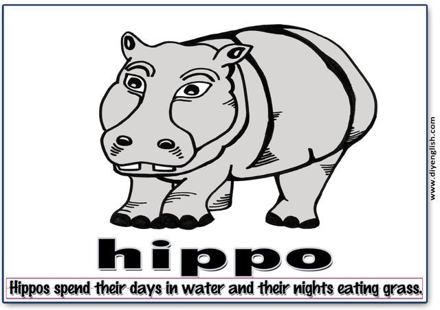 hippo – Word & fun-fact sentence flashcard