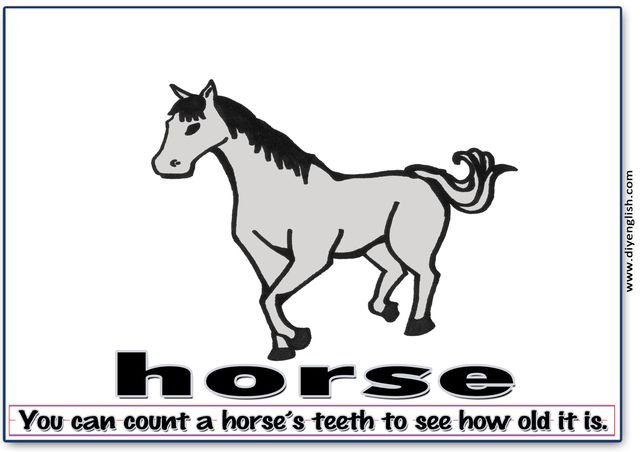 horse – Word & fun-fact sentence flashcard
