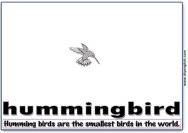 hummingbird – Word & fun-fact sentence flashcard