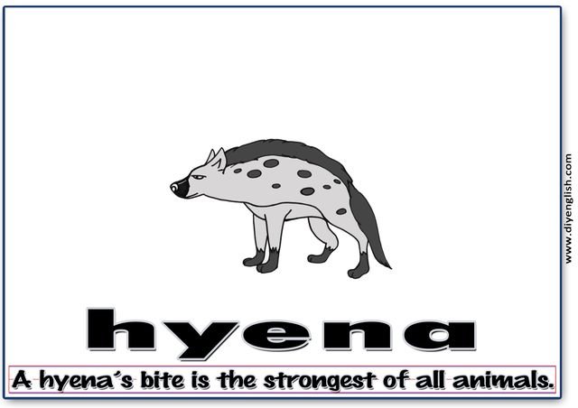 hyena – Word & fun-fact sentence flashcard