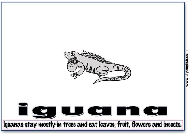 iguana – Word & fun-fact sentence flashcard
