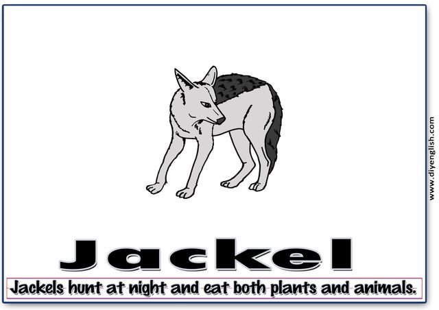 jackal – Word & fun-fact sentence flashcard