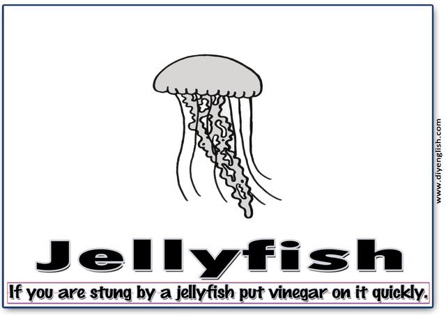jellyfish – Word & fun-fact sentence flashcard