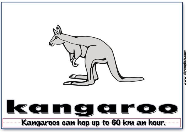 kangaroo – Word & fun-fact sentence flashcard