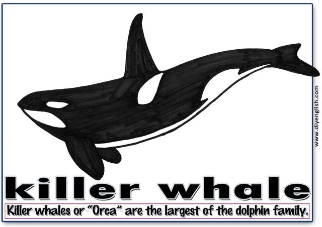 killer whale – Word & fun-fact sentence flashcard