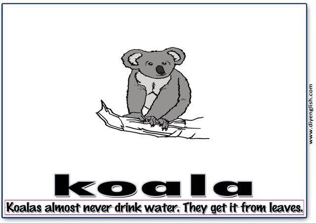 koala – Word & fun-fact sentence flashcard